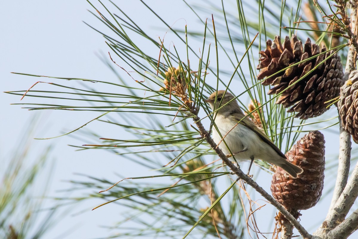 Eastern Bonelli's Warbler - ML617141887