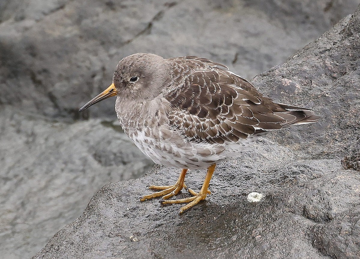 Purple Sandpiper - ML617141894