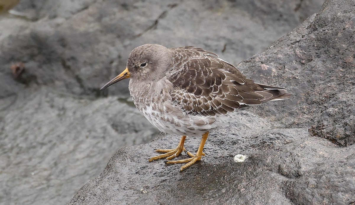 Purple Sandpiper - ML617141895