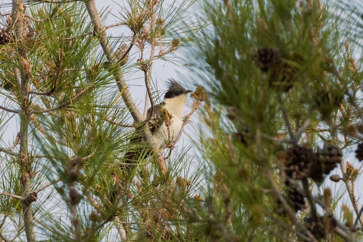 Great Spotted Cuckoo - ML617141905