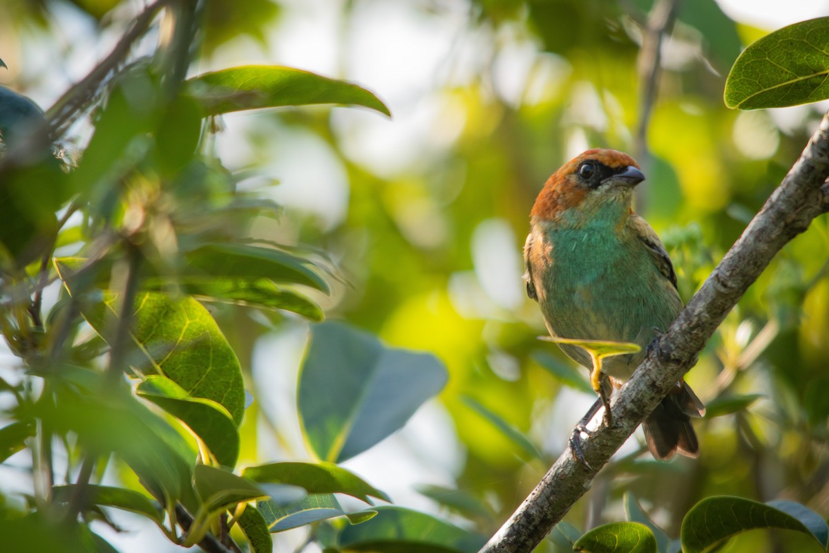 Black-backed Tanager - ML617141961