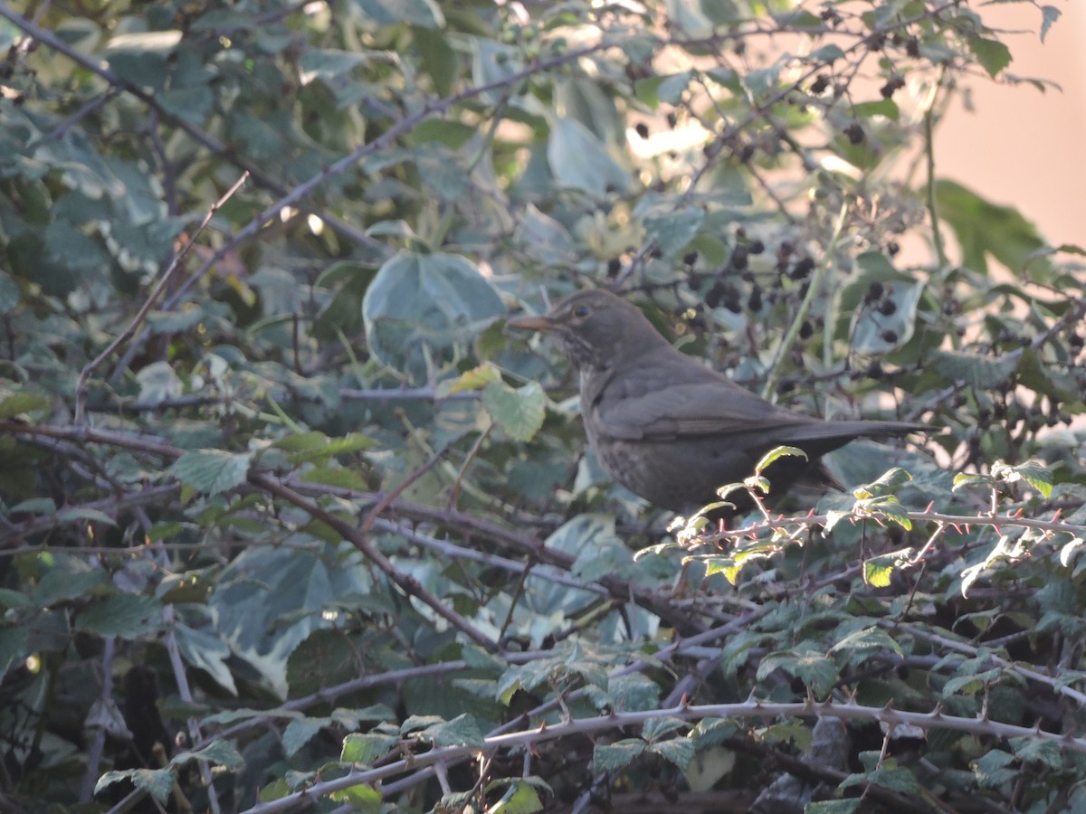 Eurasian Blackbird - ML617142000