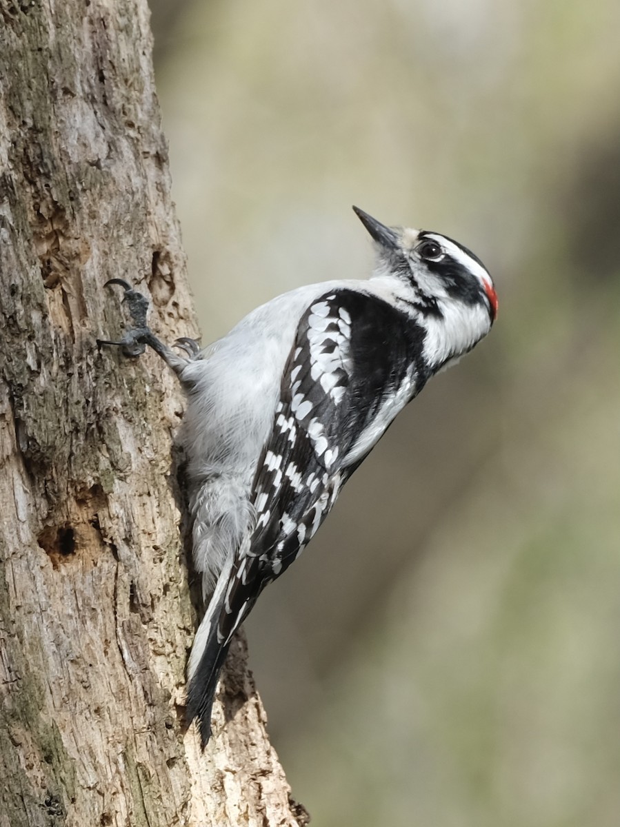 Hairy Woodpecker - ML617142005