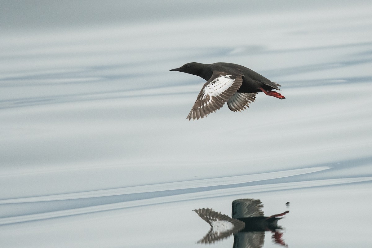 Black Guillemot - ML617142110