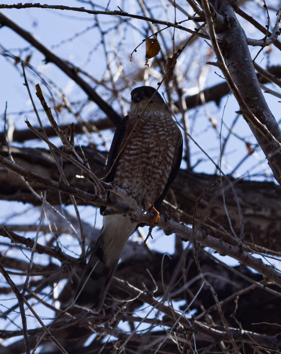Sharp-shinned Hawk - ML617142135