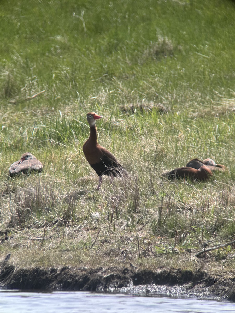 Black-bellied Whistling-Duck - ML617142138