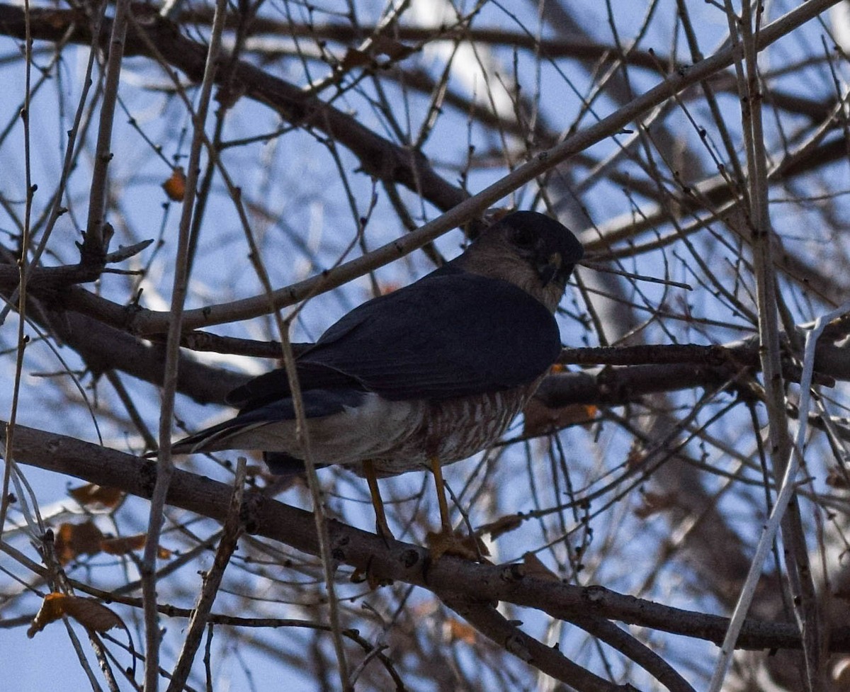 Sharp-shinned Hawk - ML617142139