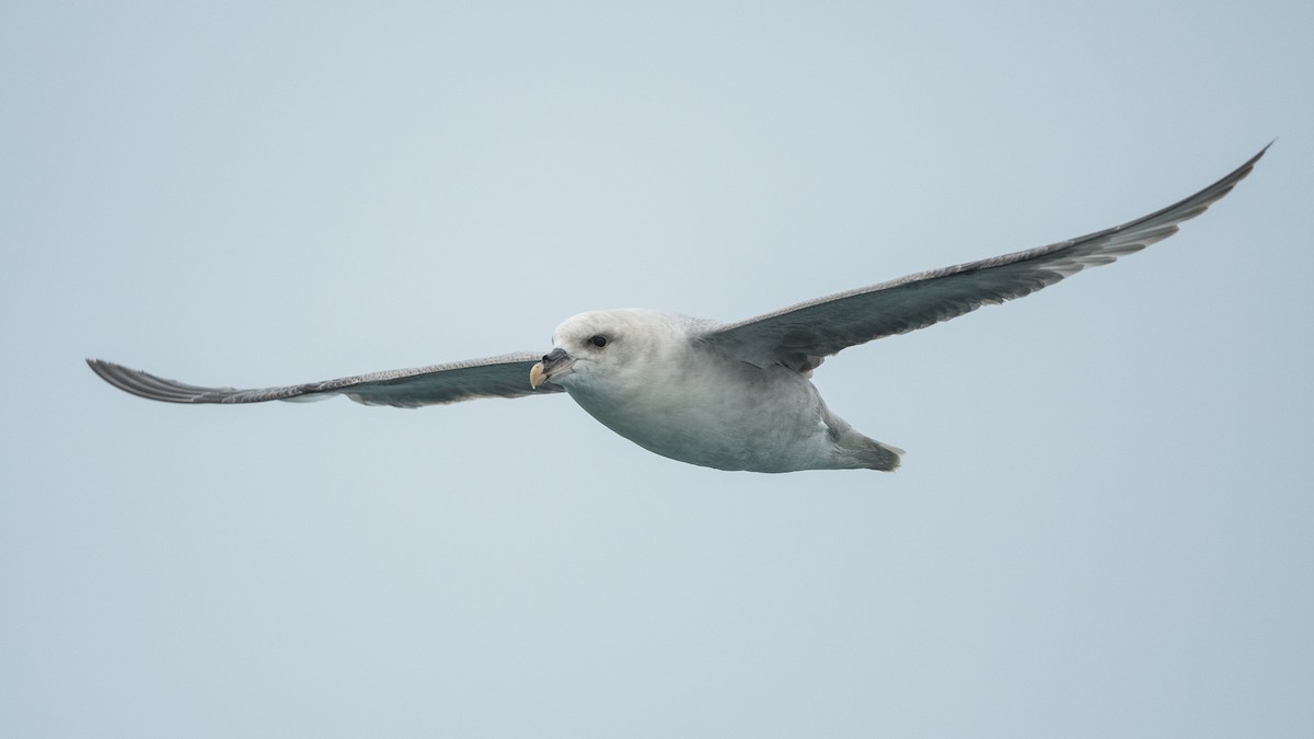 Fulmar Boreal - ML617142195