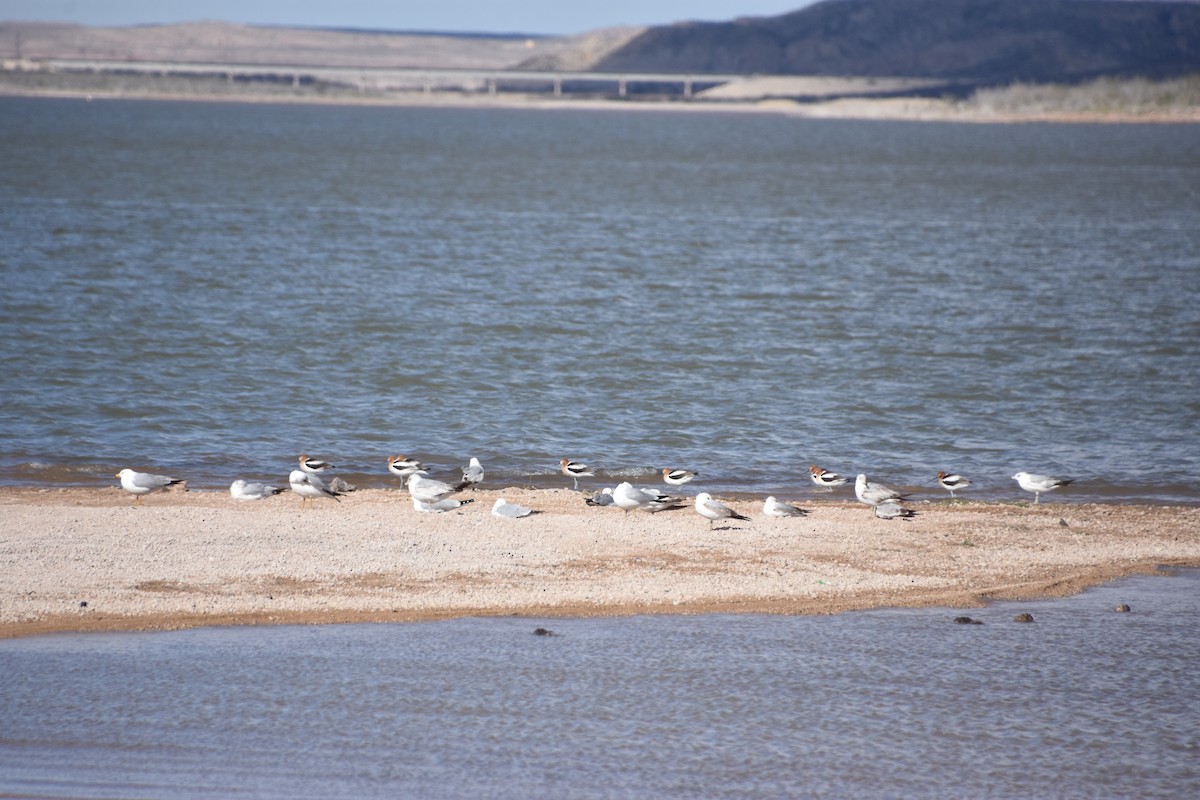 Avocette d'Amérique - ML617142229