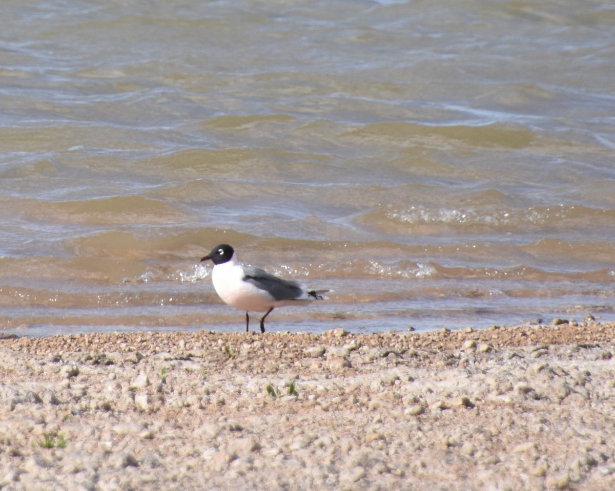 Franklin's Gull - Anonymous