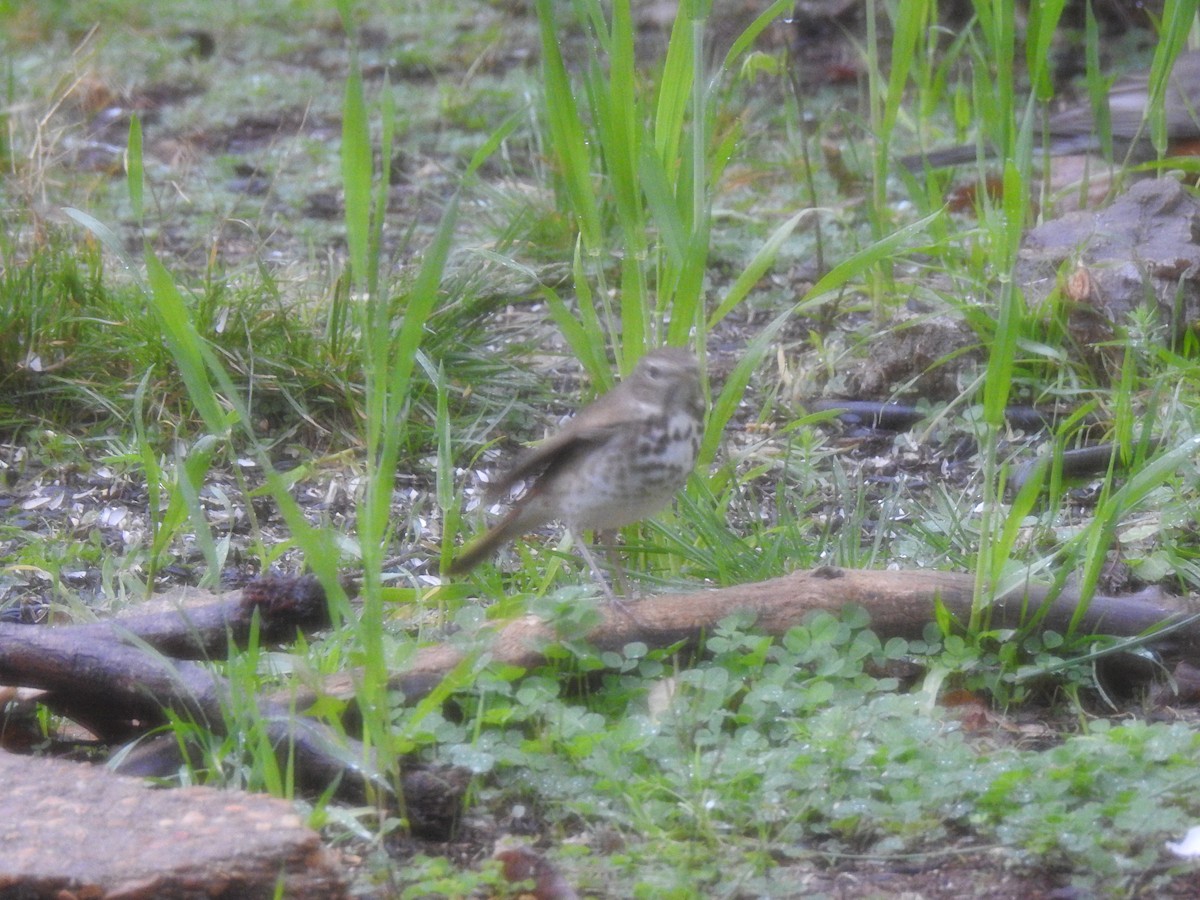 Hermit Thrush - ML617142329