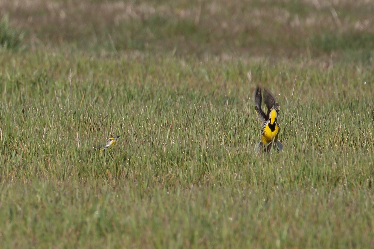 Eastern Meadowlark - ML617142417