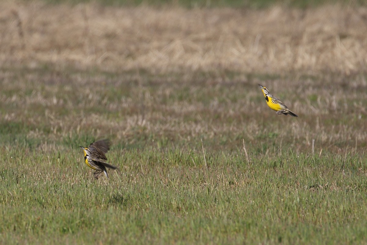 Eastern Meadowlark - ML617142418