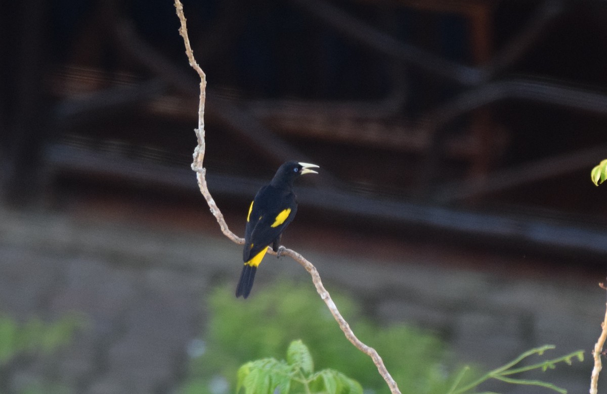 Yellow-rumped Cacique - Nick Kowalske