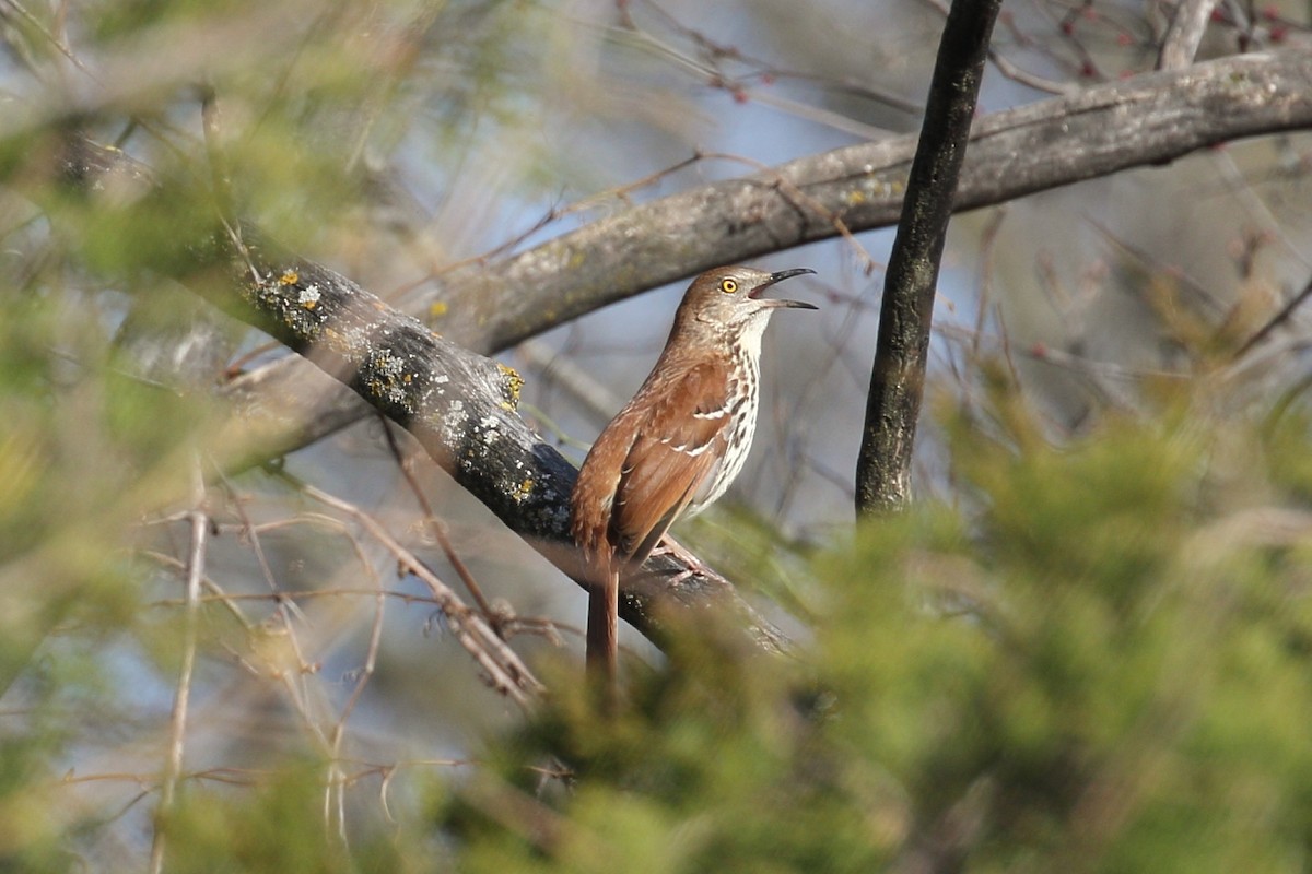 brunspottefugl - ML617142432