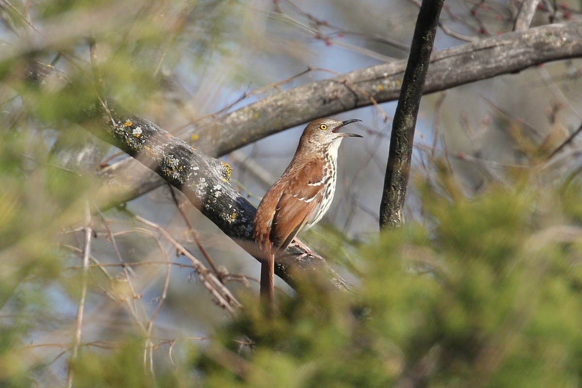 Brown Thrasher - ML617142432