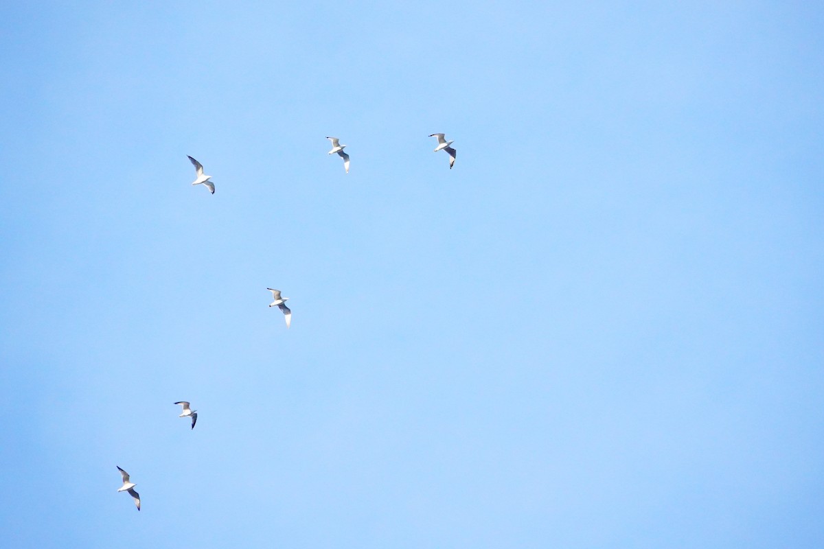 Ring-billed Gull - ML617142436