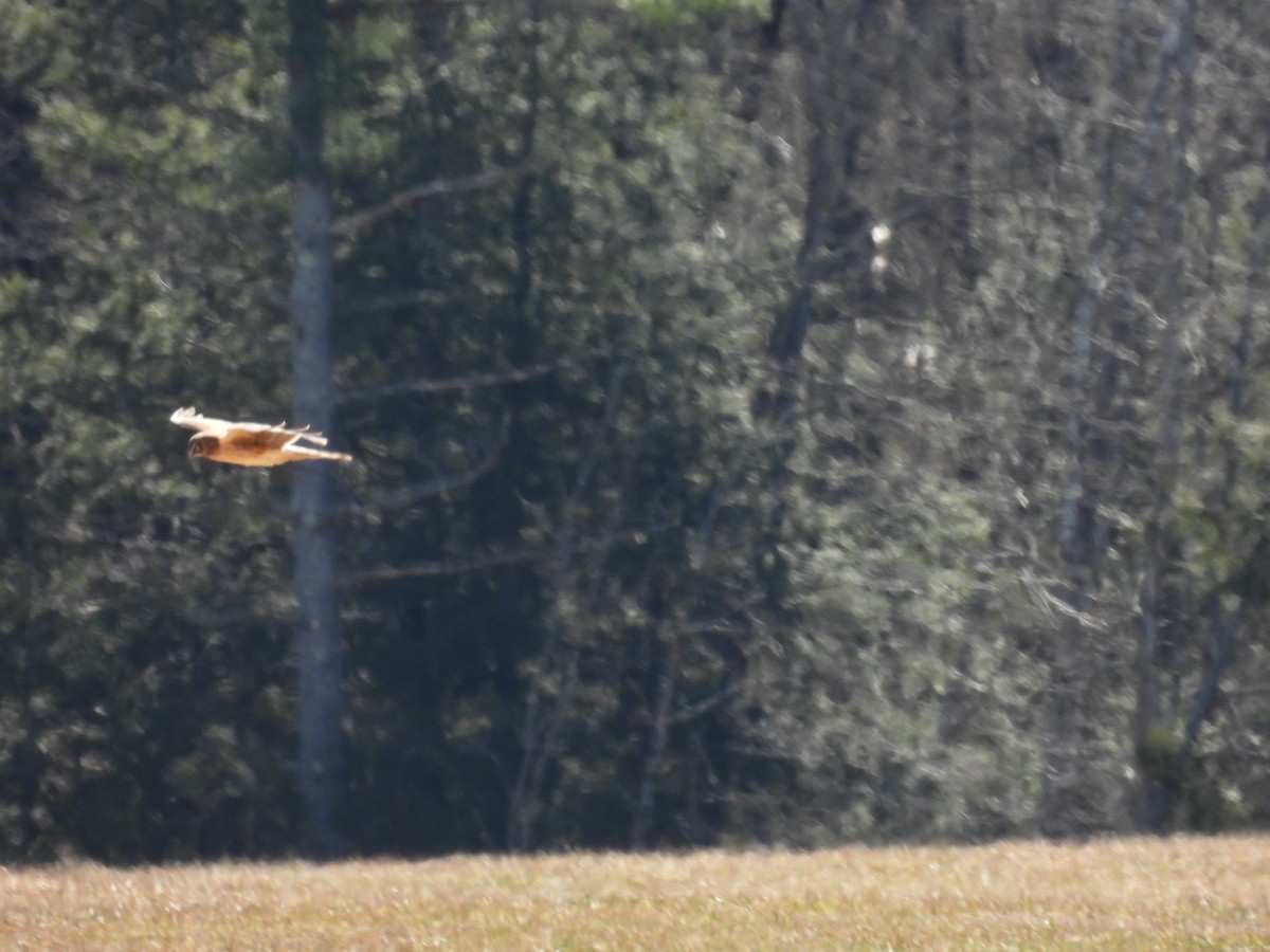 Northern Harrier - ML617142441