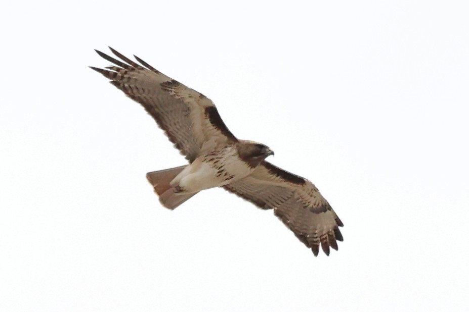 Red-tailed Hawk - ML617142446