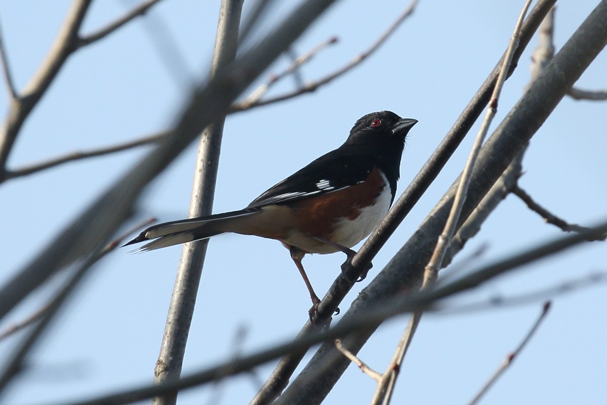 Eastern Towhee - ML617142448