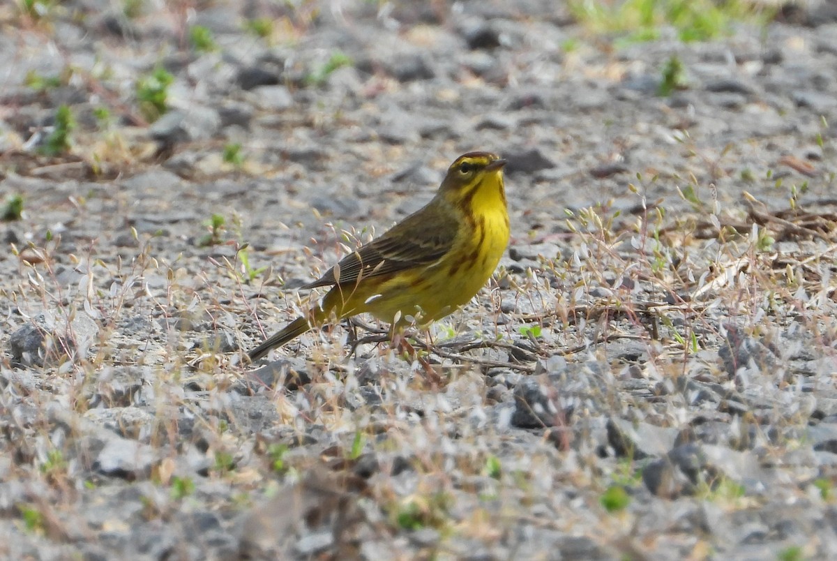 Palm Warbler (Yellow) - Paul and Joan Woodward