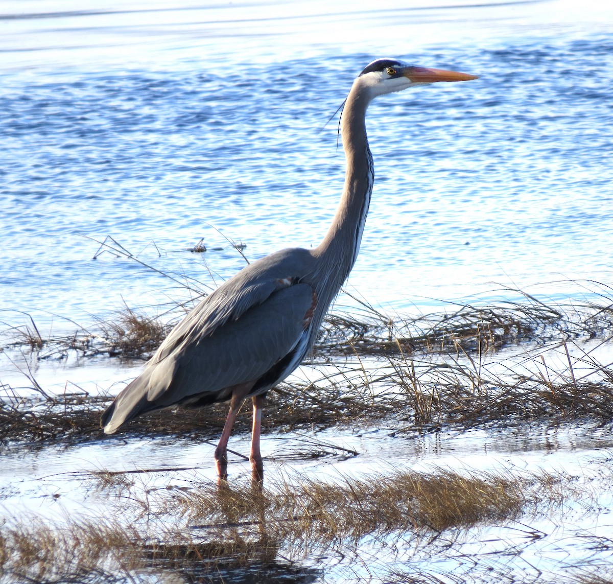 Great Blue Heron - ML617142463