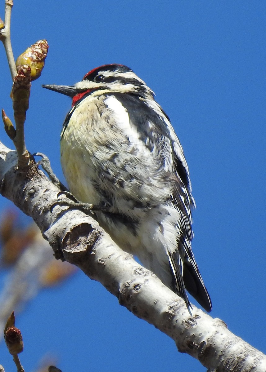 Yellow-bellied Sapsucker - ML617142466