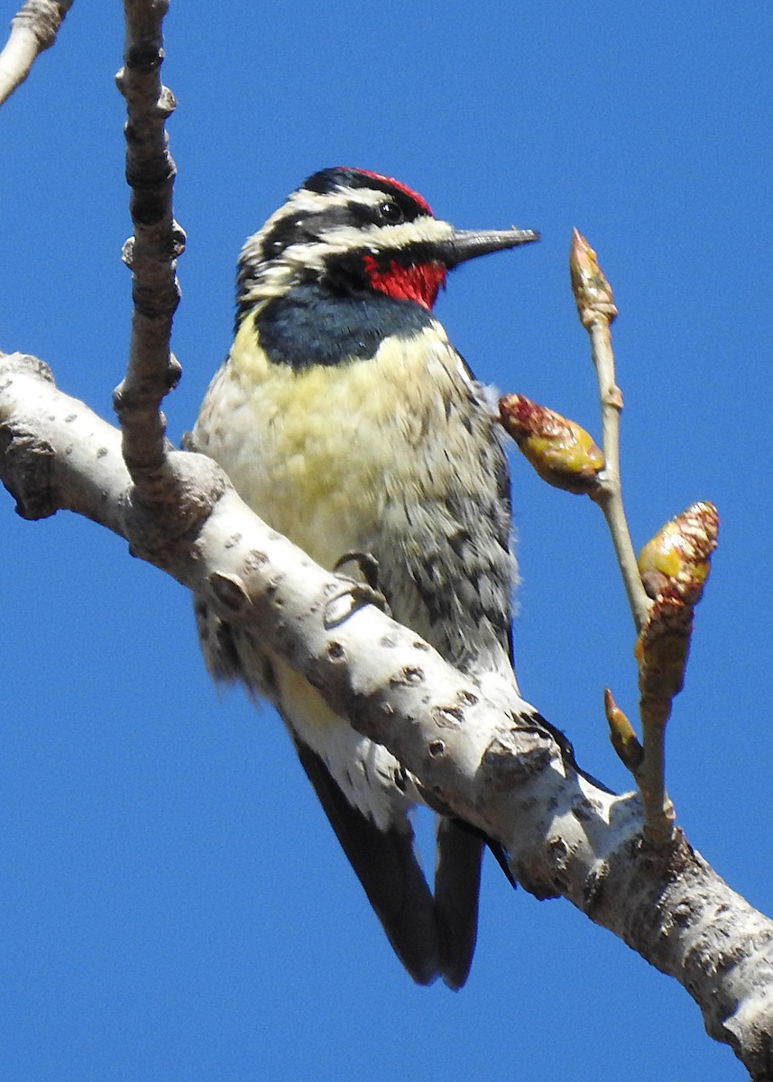 Yellow-bellied Sapsucker - ML617142467