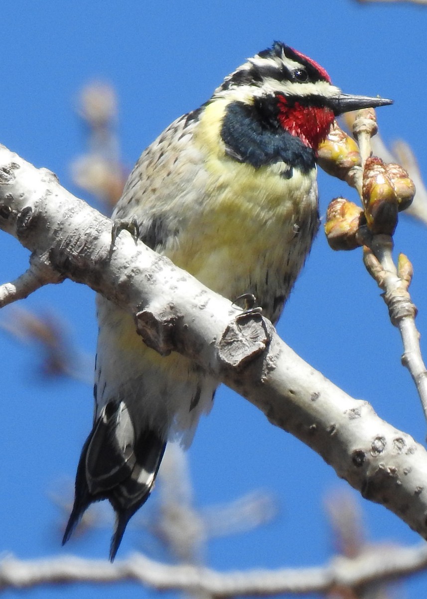 Yellow-bellied Sapsucker - ML617142468