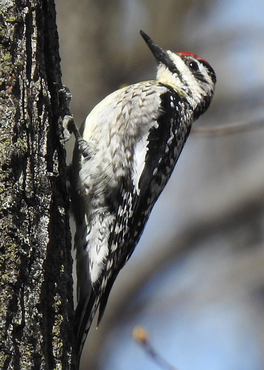 Yellow-bellied Sapsucker - ML617142469