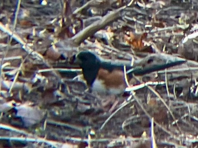 Eastern Towhee - ML617142496