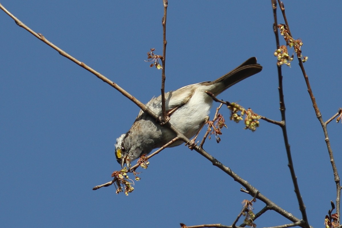 White-throated Sparrow - ML617142497