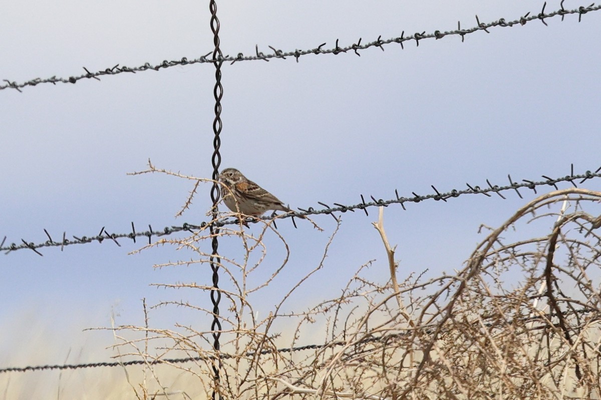 Vesper Sparrow - ML617142530