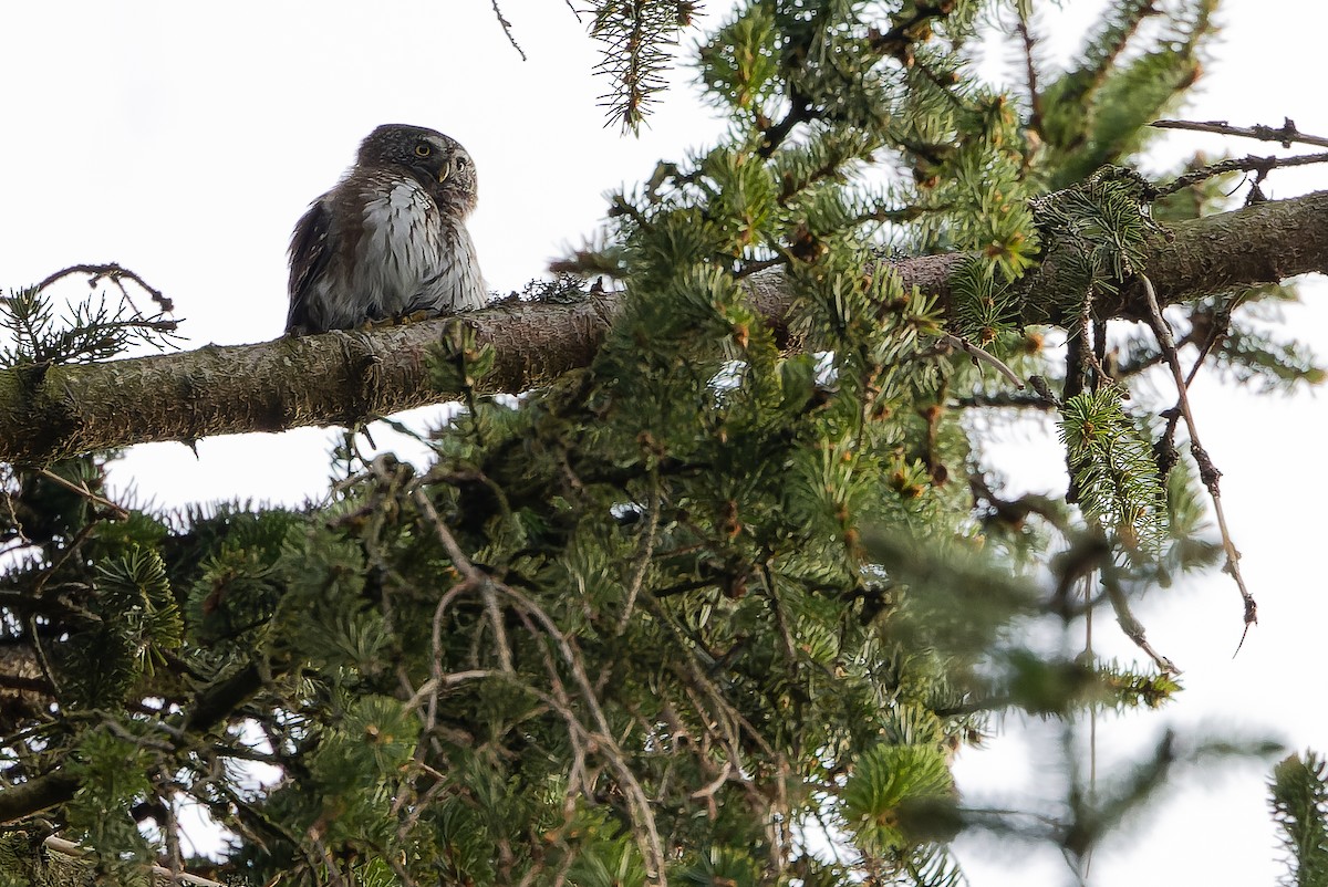 Eurasian Pygmy-Owl - ML617142544