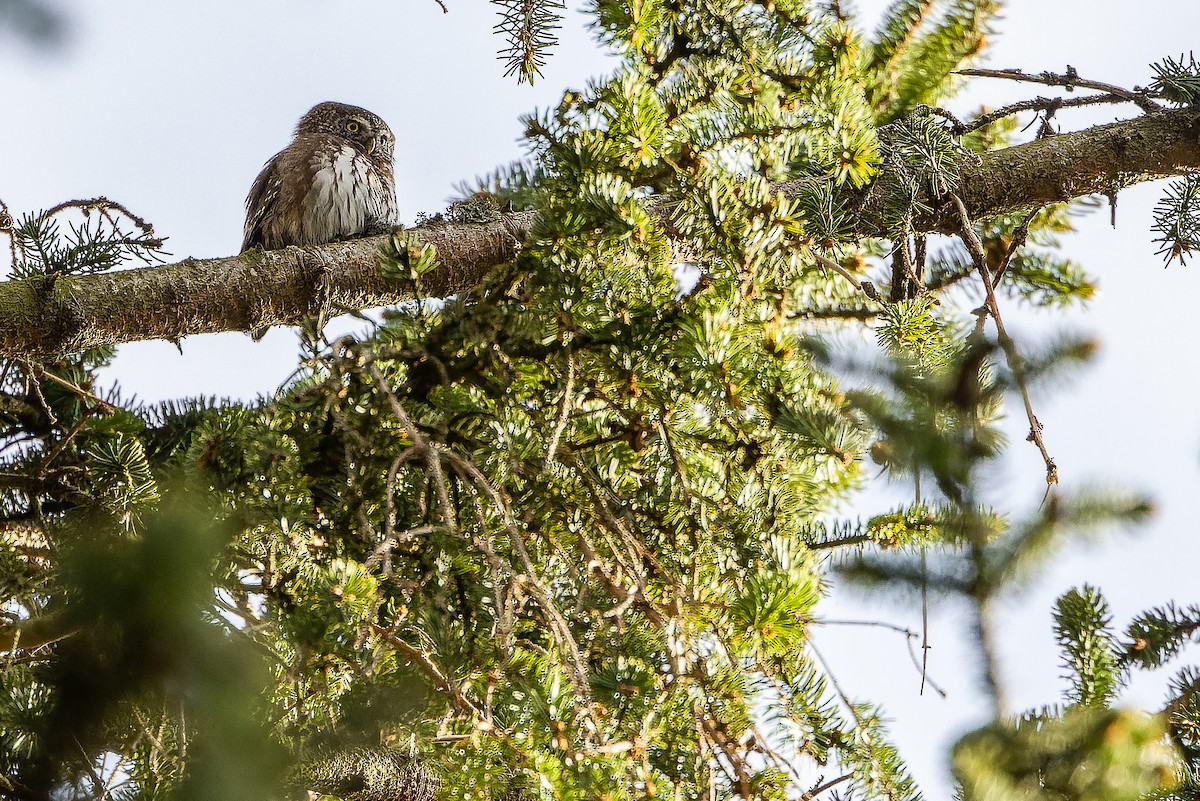 Eurasian Pygmy-Owl - ML617142552