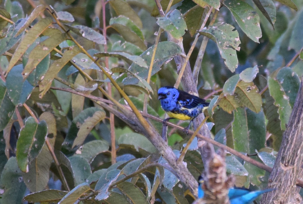 Turquoise Tanager - Nick Kowalske