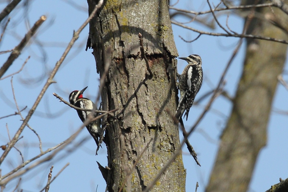 Yellow-bellied Sapsucker - ML617142607