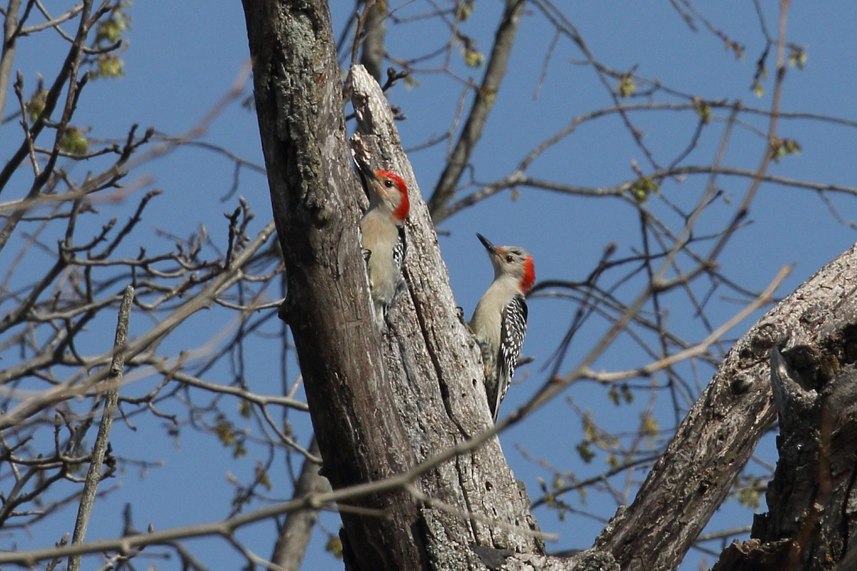 Red-bellied Woodpecker - ML617142633