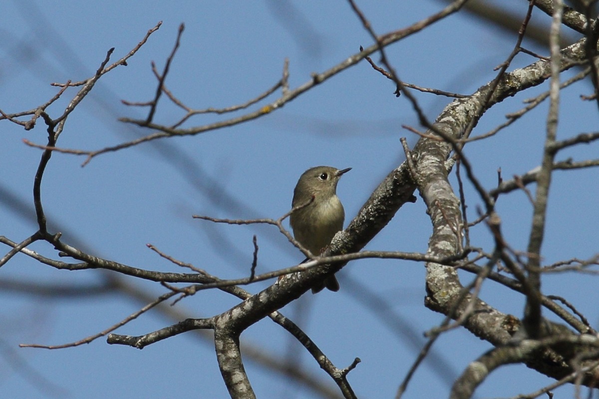 Ruby-crowned Kinglet - ML617142666