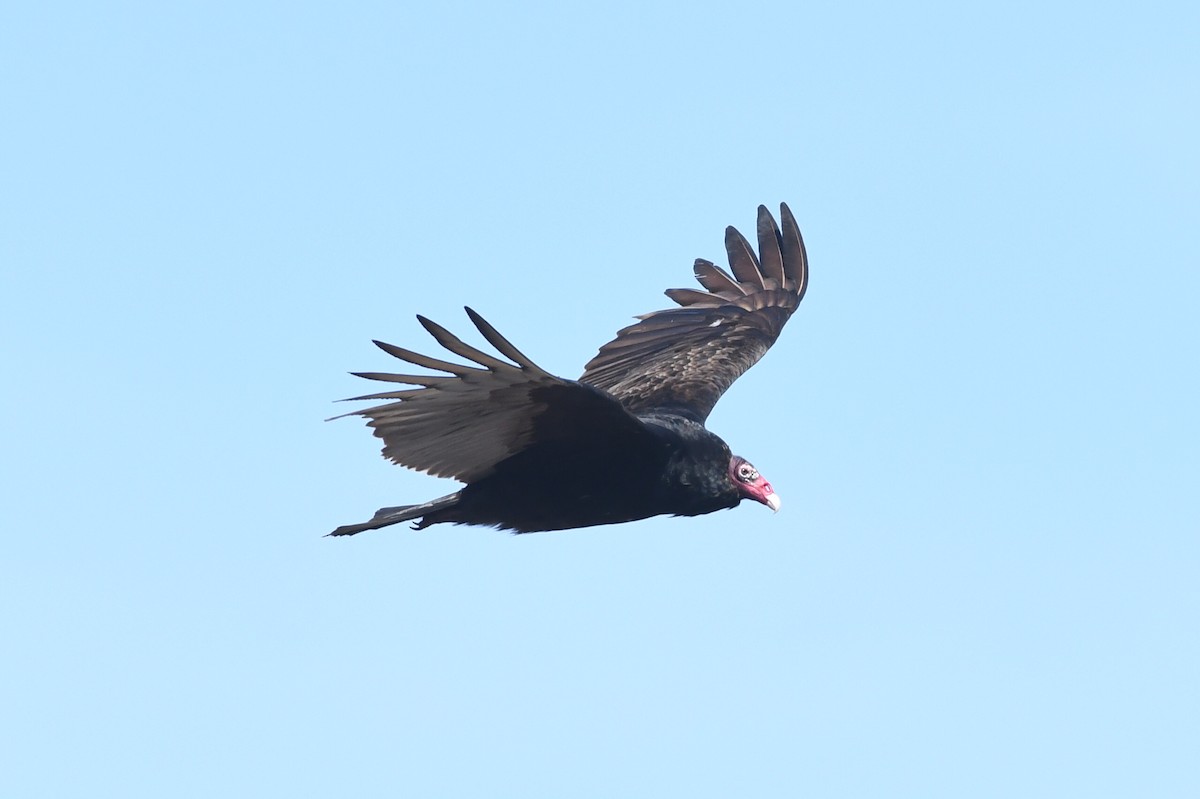 Turkey Vulture - Kiah R. Jasper