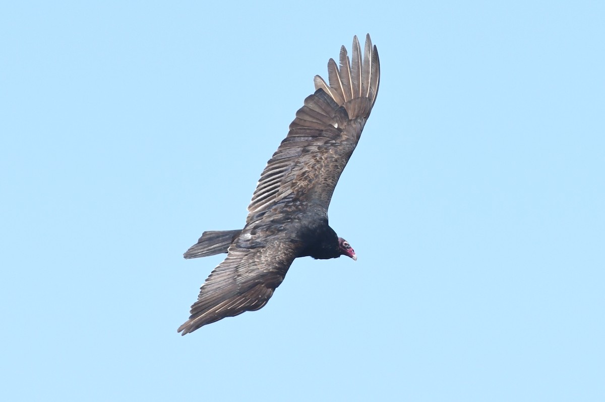 Turkey Vulture - Kiah R. Jasper