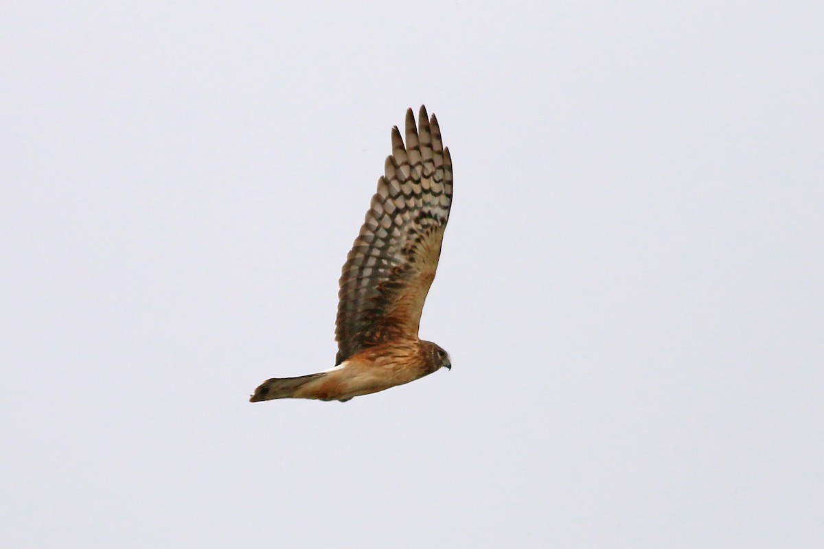 Northern Harrier - ML617142727