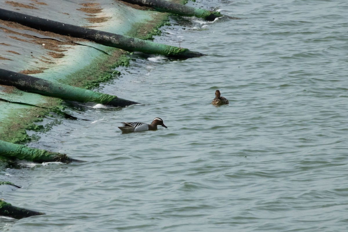 Garganey - ML617142741