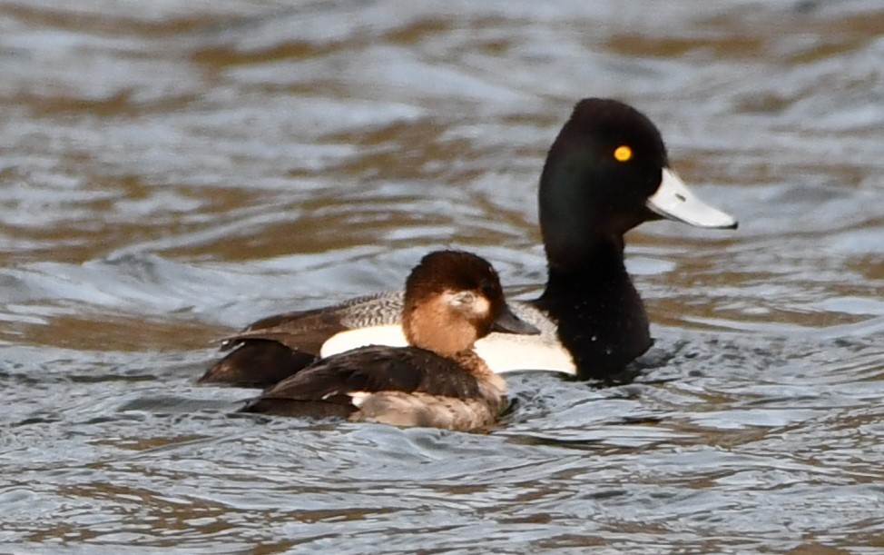 Bufflehead - Gregory Hartman