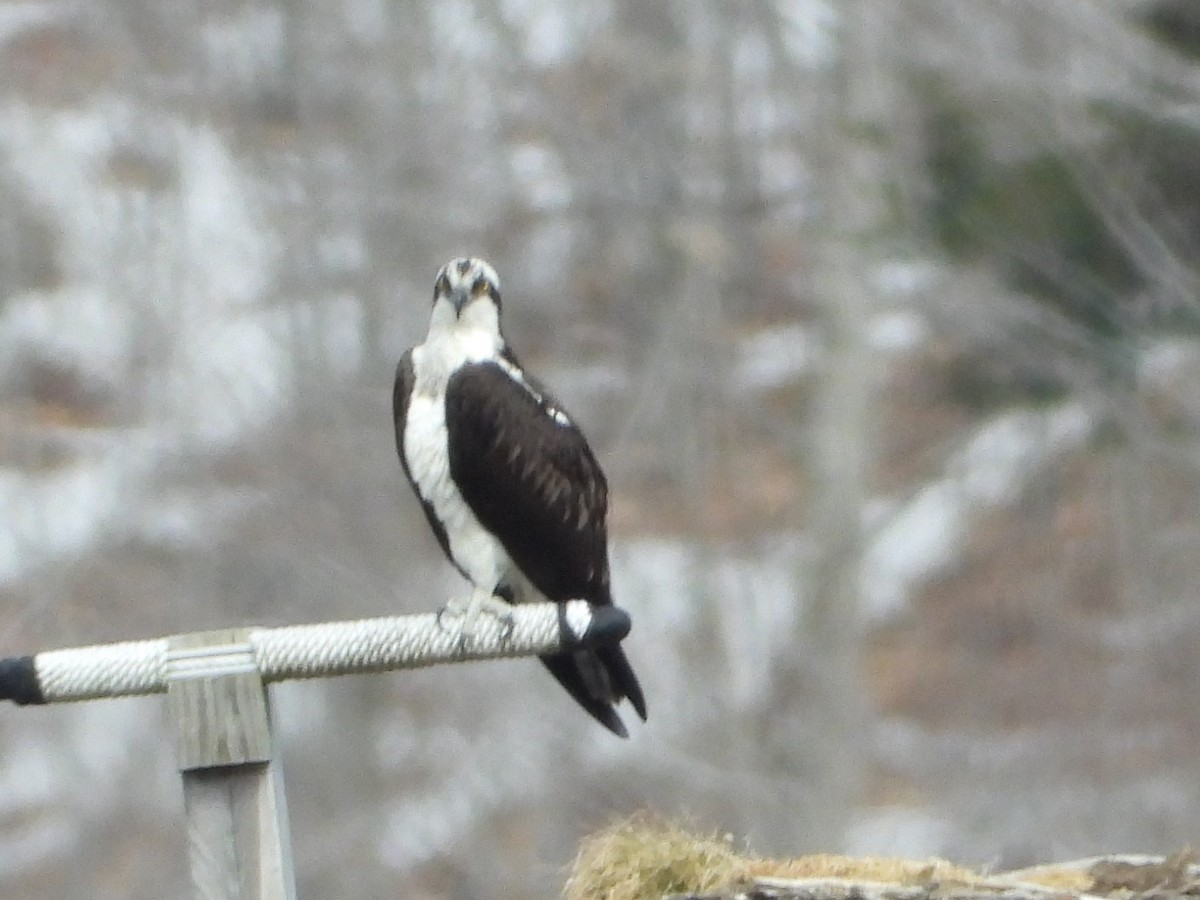 Osprey - ML617142770