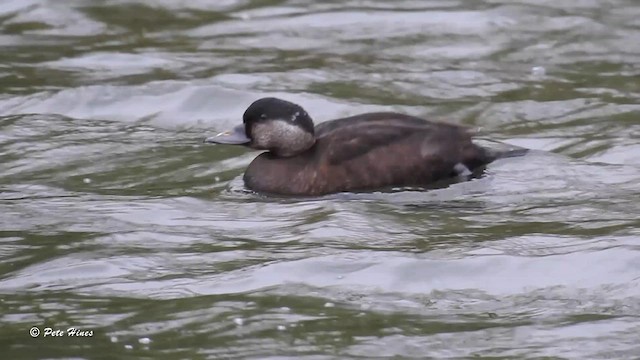 Common Scoter - ML617142781