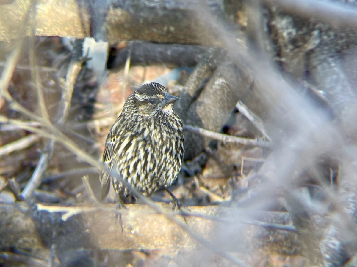 Red-winged Blackbird - ML617142789