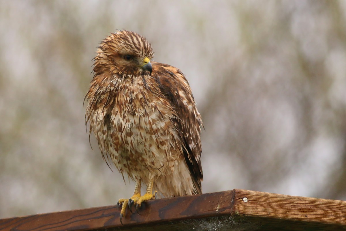 Red-shouldered Hawk - ML617142795