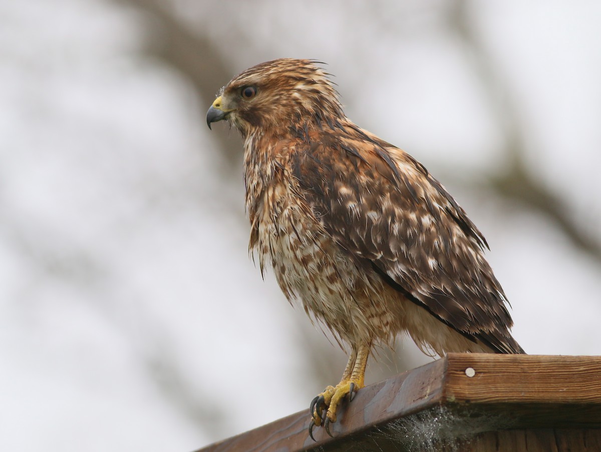 Red-shouldered Hawk - ML617142796