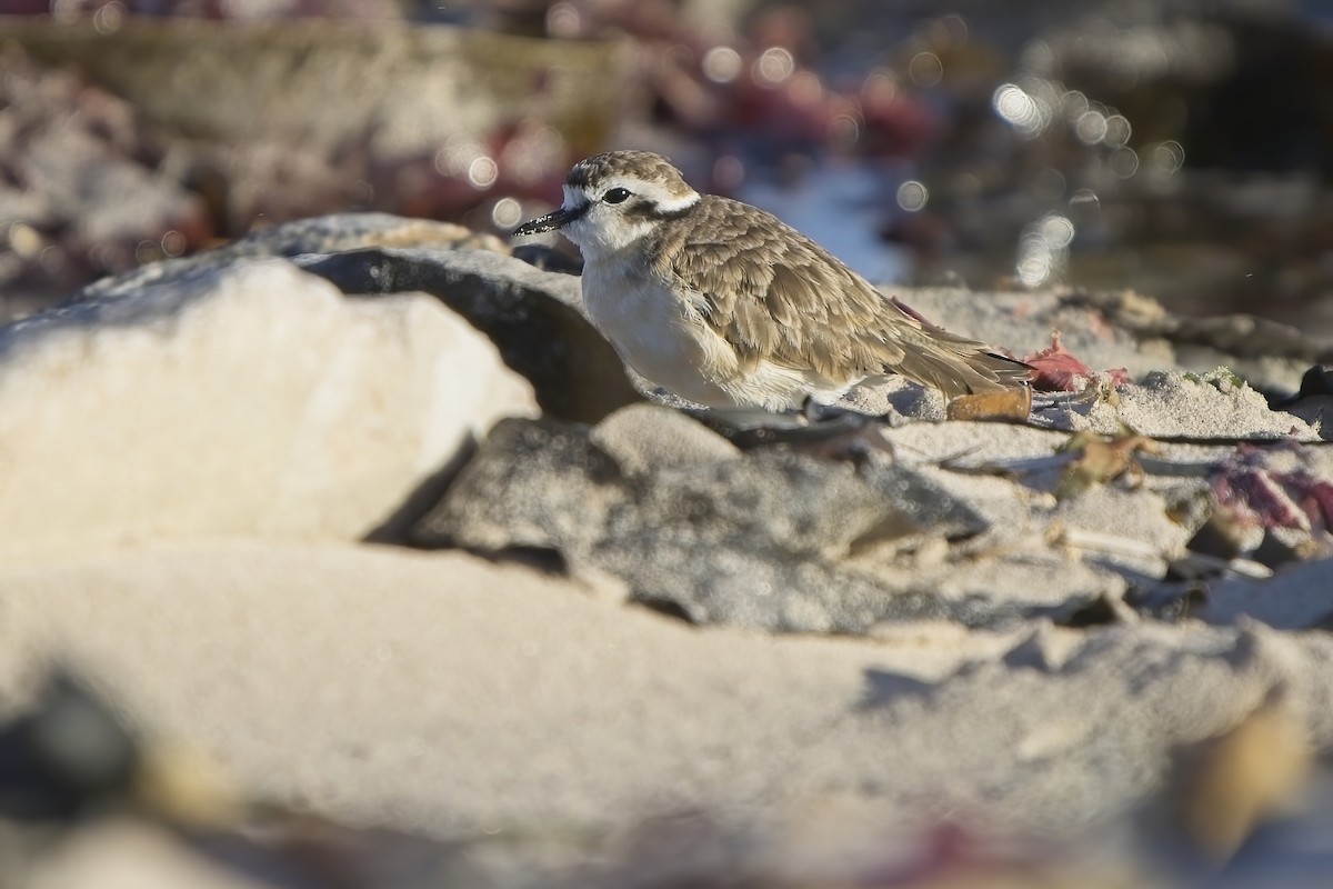 Kittlitz's Plover - ML617142800